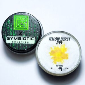 Real Cannabis Chris x Symbiotic Genetics ‘Yellow Burst’ LE Reserva Privada Cold Cure Live Rosin 90-149u