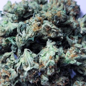 Pine Sol Paradise by Fresh Flower Vibez *SMALLS*