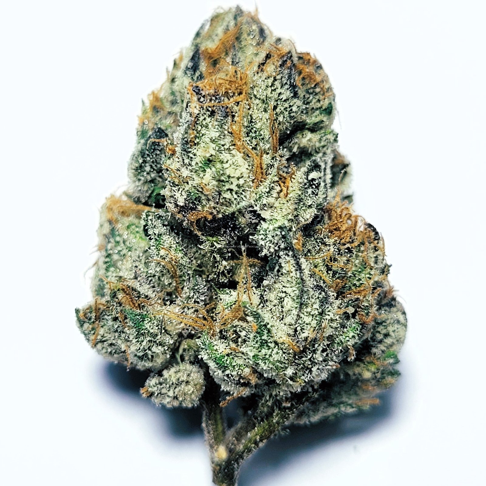 Toad Venom by Irie Grown Roots