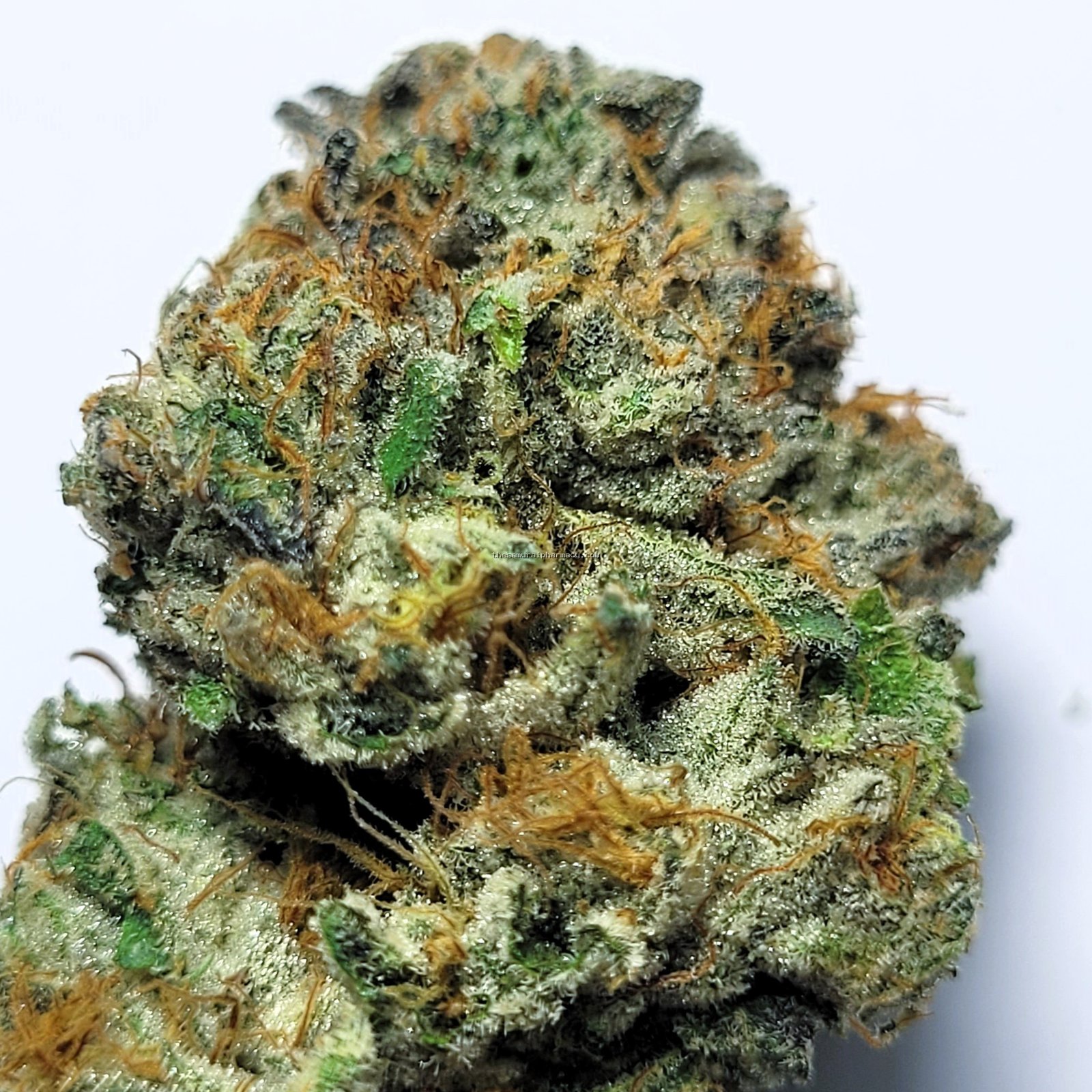 Georgia Pie Master G Cut by Irie Grown Roots